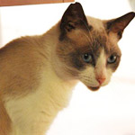 cat cat