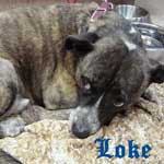 loke 4 loke 4